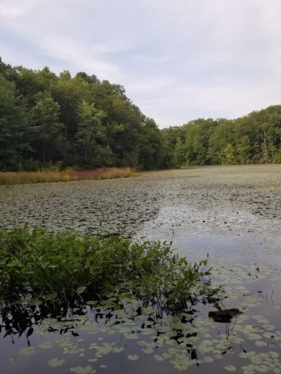 Freja Park - Bolton, CT