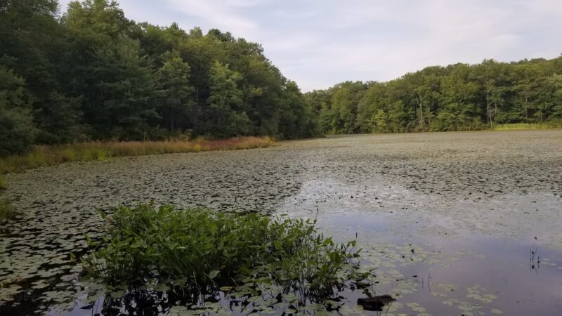 Freja Park - Bolton, CT