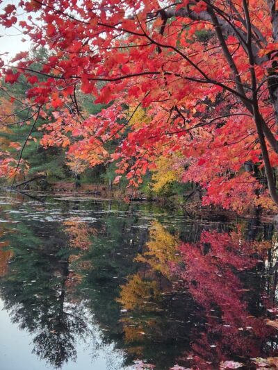 Bowers Springs - Bolton, MA