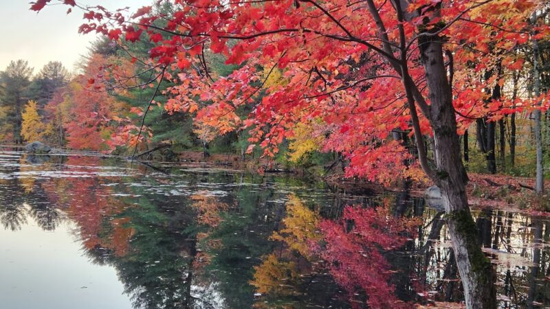 Bowers Springs - Bolton, MA
