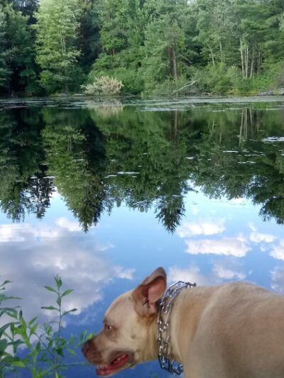 Bowers Springs - Bolton, MA
