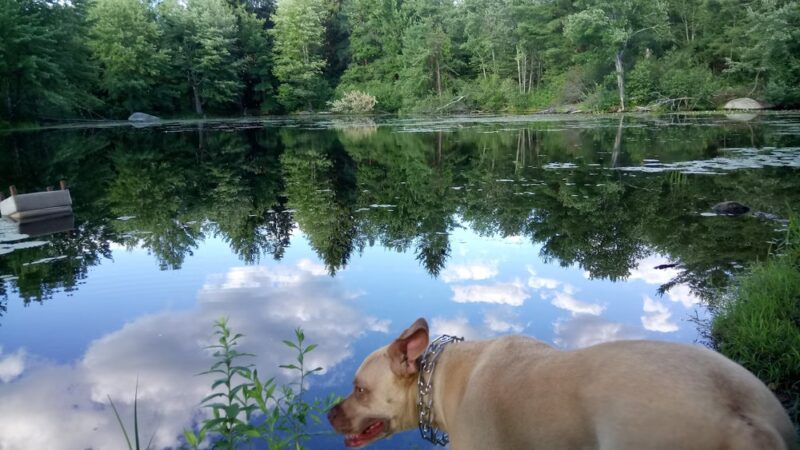 Bowers Springs - Bolton, MA