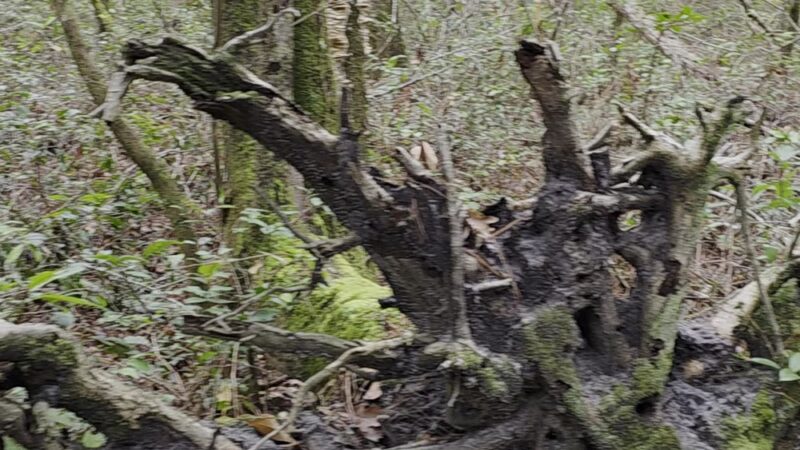 Lake Moultrie Passage Trailhead - Bonneau, SC