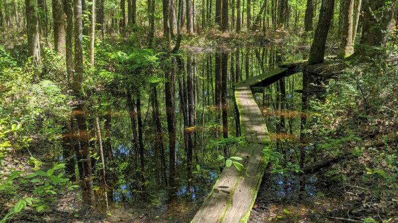 Lake Moultrie Passage Trailhead - Bonneau, SC