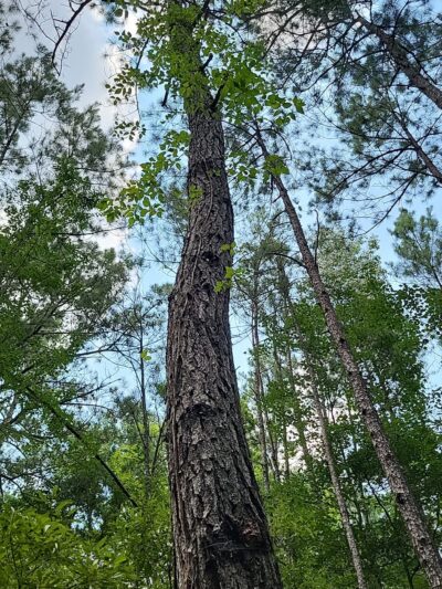 Lake Moultrie Passage Trailhead - Bonneau, SC