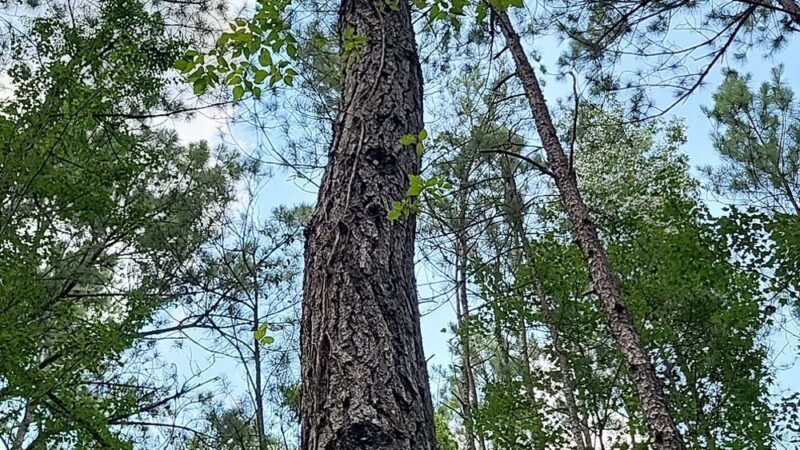 Lake Moultrie Passage Trailhead - Bonneau, SC