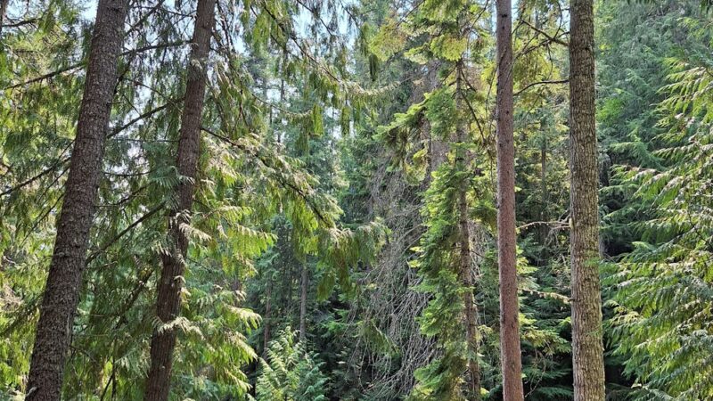 Myrtle Falls Trail - Bonners Ferry, ID