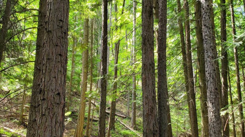 Myrtle Falls Trail - Bonners Ferry, ID