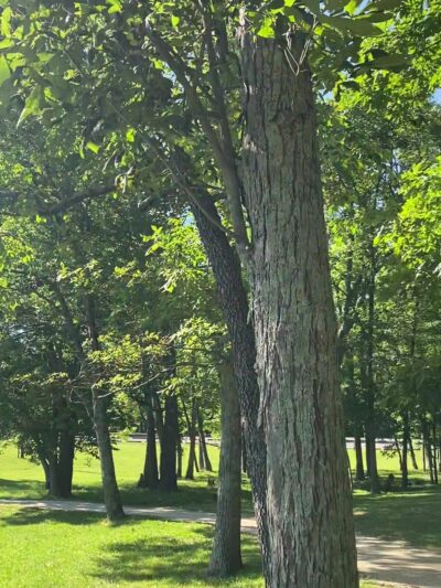 Scales Lake Park - Boonville, IN