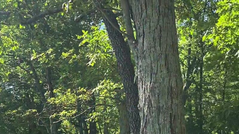 Scales Lake Park - Boonville, IN