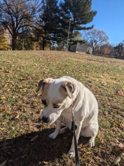 Fidelis Way Park - Boston, MA