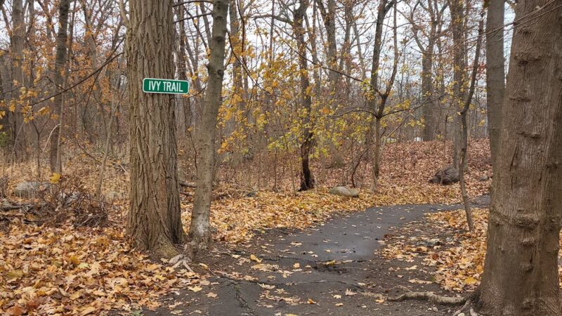 Ivy Trail - Boston, MA