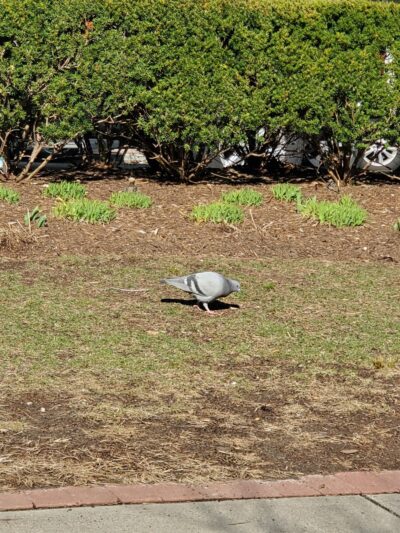 Joslin Park - Boston, MA