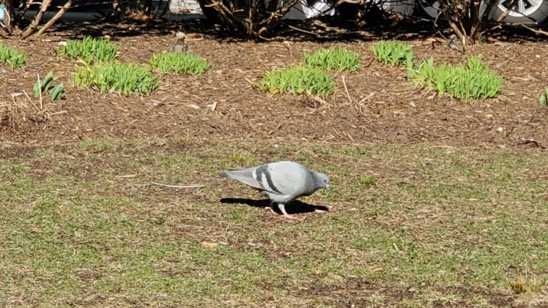 Joslin Park - Boston, MA