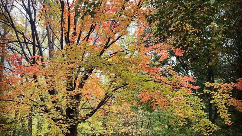 Olmsted Park - Boston, MA
