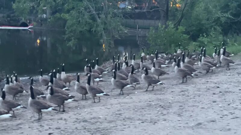 Olmsted Park - Boston, MA