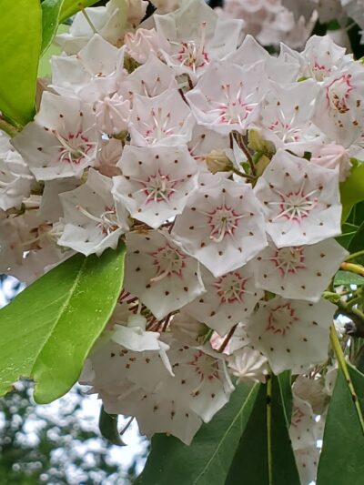 Rhododendrons - Boston, MA