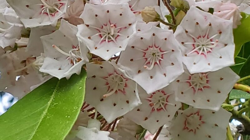 Rhododendrons - Boston, MA