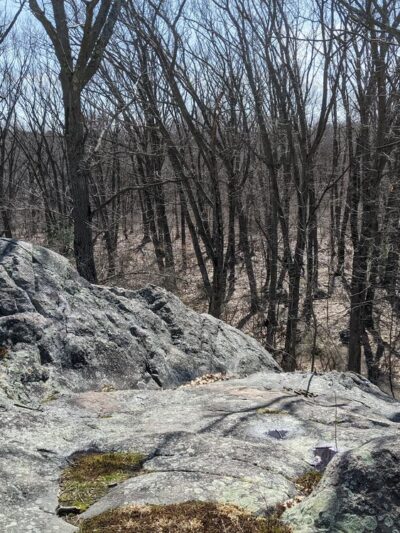 Sherrin Woods - Boston, MA