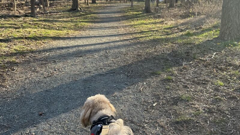 Sherrin Woods - Boston, MA