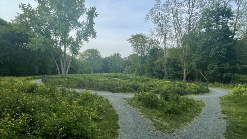 Sherrin Woods - Boston, MA
