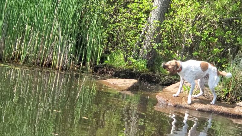 Stony Brook Park - Boston, MA