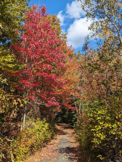 Stony Brook Park - Boston, MA