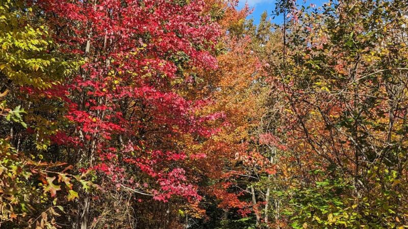 Stony Brook Park - Boston, MA