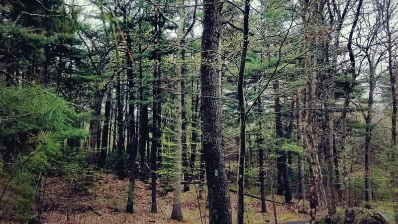 Stony Brook Park - Boston, MA