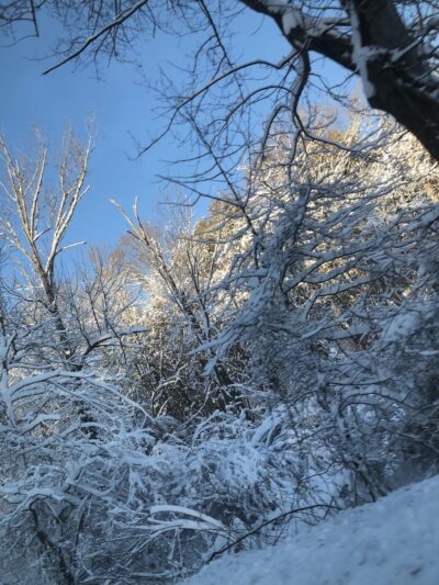Stony Brook Reservation - Boston, MA