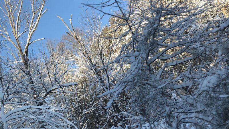 Stony Brook Reservation - Boston, MA