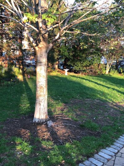 Wormwood Park - Boston, MA