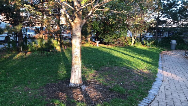 Wormwood Park - Boston, MA