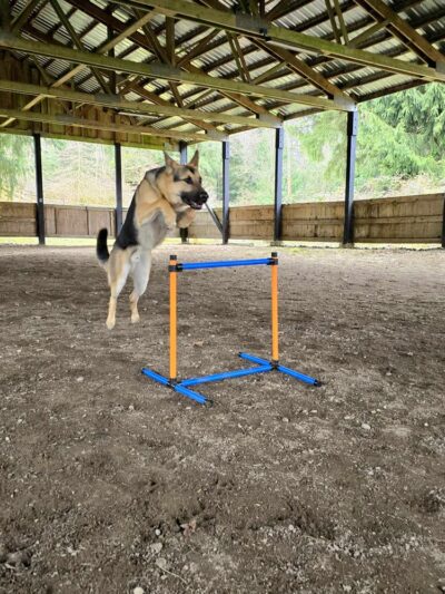 Linda's Private Arena for Dogs - Bothell, WA