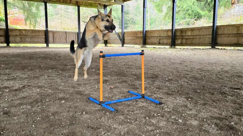 Linda's Private Arena for Dogs - Bothell, WA