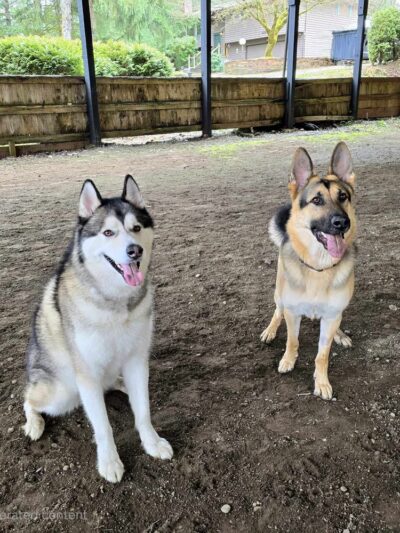 Linda's Private Arena for Dogs - Bothell, WA