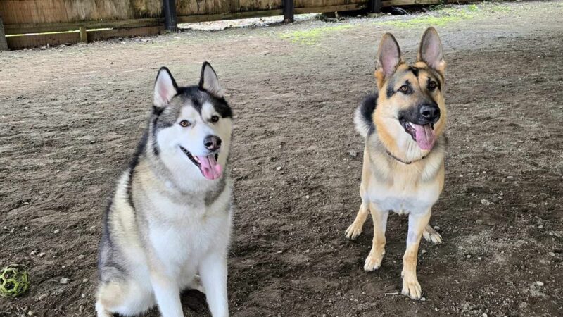 Linda's Private Arena for Dogs - Bothell, WA