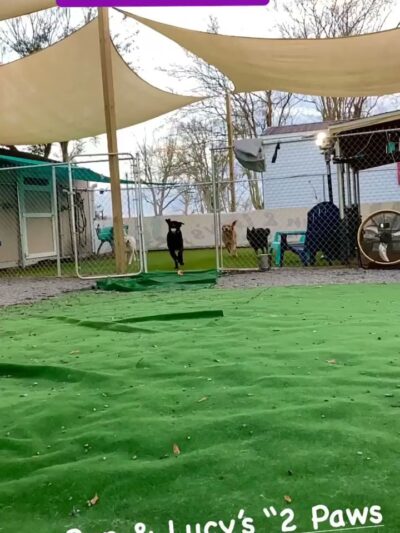 Ben & Lucy’s 2 Paws Up Pet Sitting - Bourg, LA