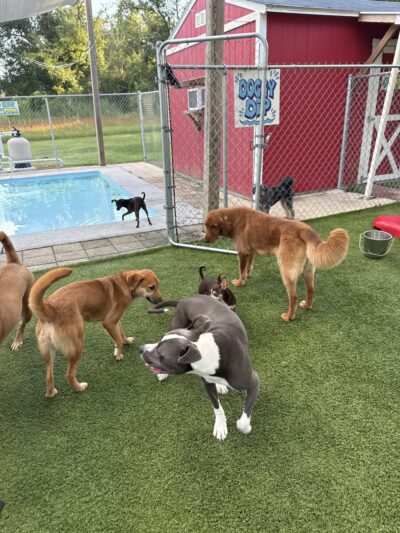 Ben & Lucy’s 2 Paws Up Pet Sitting - Bourg, LA