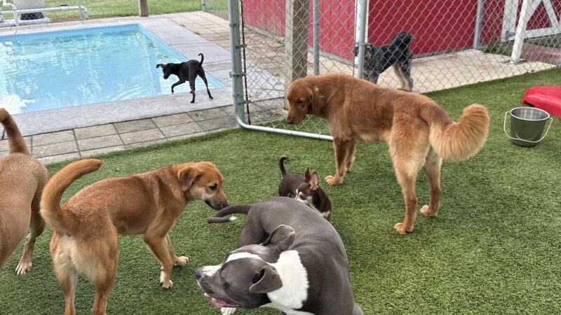 Ben & Lucy’s 2 Paws Up Pet Sitting - Bourg, LA