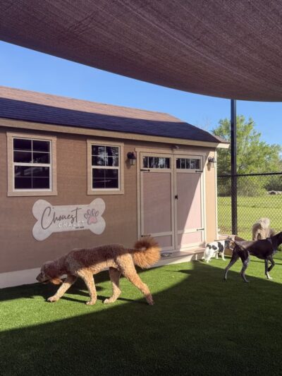 Ben & Lucy’s 2 Paws Up Pet Sitting - Bourg, LA