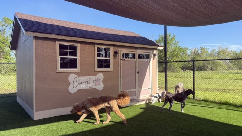 Ben & Lucy’s 2 Paws Up Pet Sitting - Bourg, LA