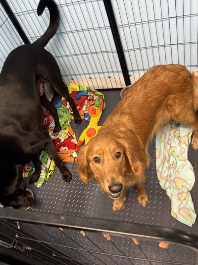 Ben & Lucy’s 2 Paws Up Pet Sitting - Bourg, LA
