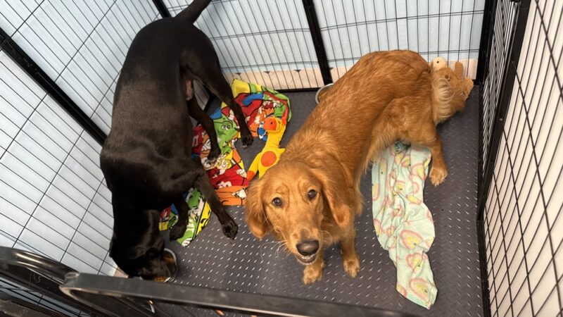 Ben & Lucy’s 2 Paws Up Pet Sitting - Bourg, LA