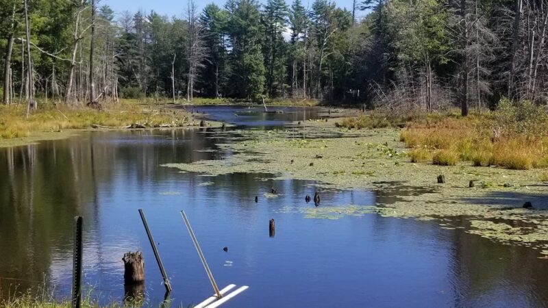 Steve Powell Wildlife Management Area (SWAN ISLAND) - Bowdoinham, ME