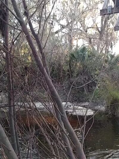 Paynes Creek Historic State Park - Bowling Green, FL