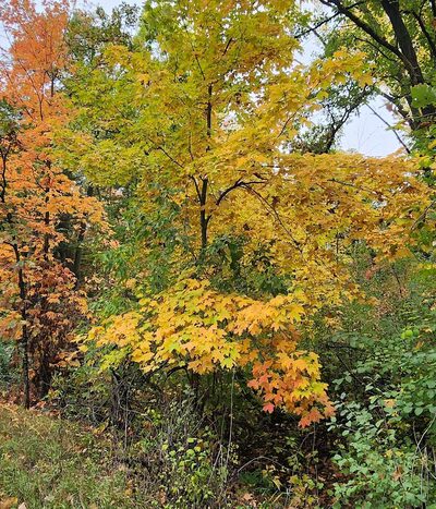 Soo Line Trail | Bowlus - Bowlus, MN