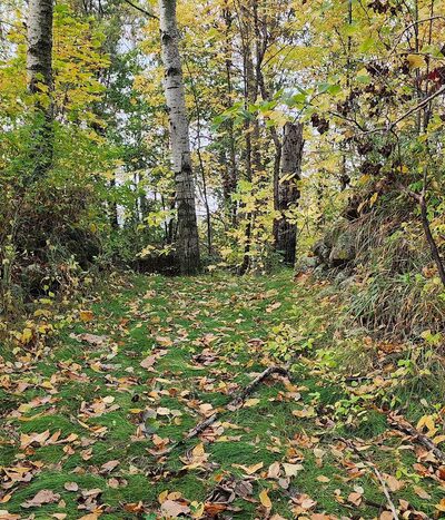 Soo Line Trail | Bowlus - Bowlus, MN