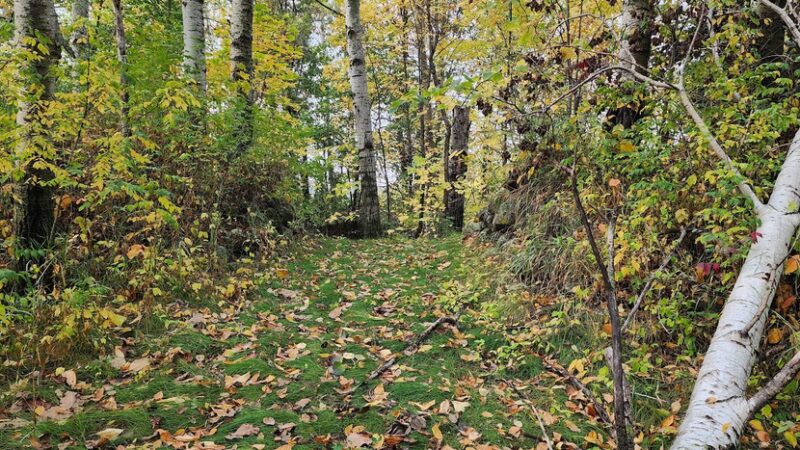 Soo Line Trail | Bowlus - Bowlus, MN