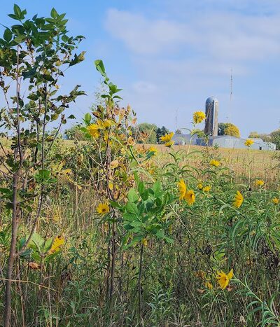 Soo Line Trail | Bowlus - Bowlus, MN